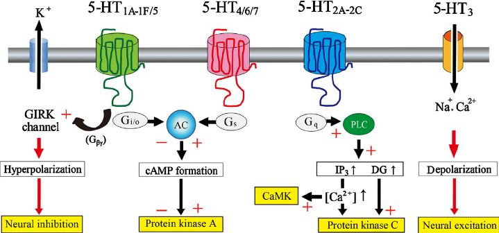 Signal transduction of 5-HT receptor subtypes.