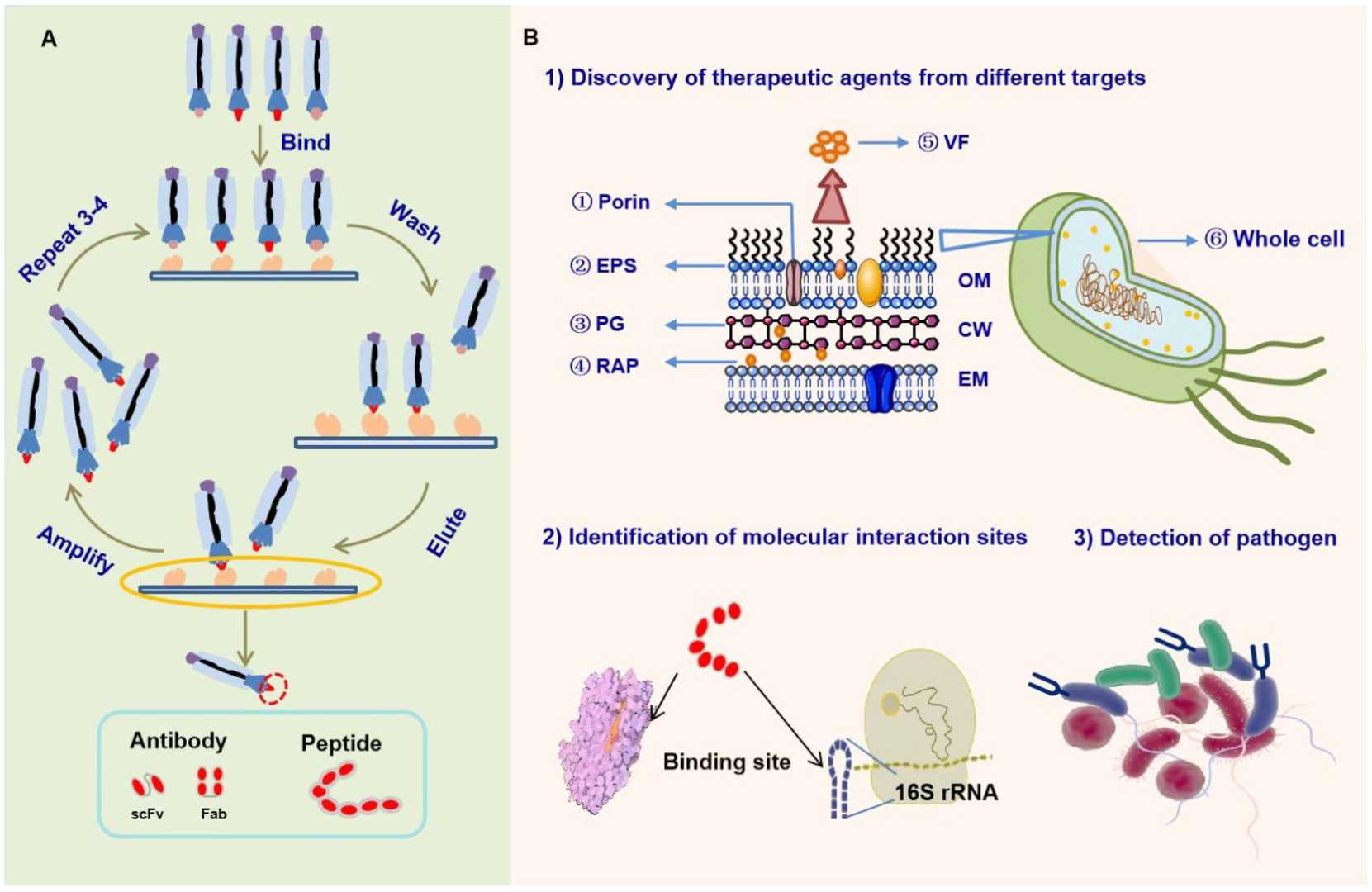Applications of Phage Display Antibody Discovery