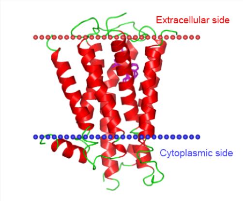 Structure of H1R membrane protein.