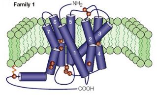 Structure of family 1 G protein-coupled receptors membrane protein.