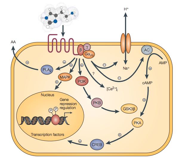 H3-receptor activation can result in the modulation of diverse signaling pathways.
