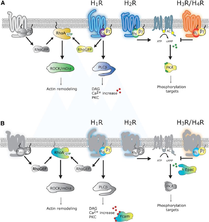 (A) Schematic overview of the canonical heterotrimeric G-protein–mediated signaling pathways activated by the four histamine receptor subtypes. (B) Overview of the different FRET biosensors used in this study to analyze the signaling profiles of the four histamine receptor subtypes. All biosensors are based on a CFP/YFP FRET pair. AC, adenylyl cyclase; DAG, diacylglycerol; mDia, mammalian diaphanous-related formin 1; PKA, protein kinase A; PKC, protein kinase C; RhoGEF, Rho guanine exchange factor; ROCK, Rho-associated coiled-coil-containing protein kinase.