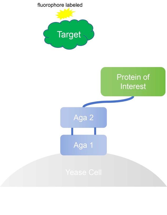 Fig. 1 Yeast surface display of proteins. (Creative Biolabs Original)
