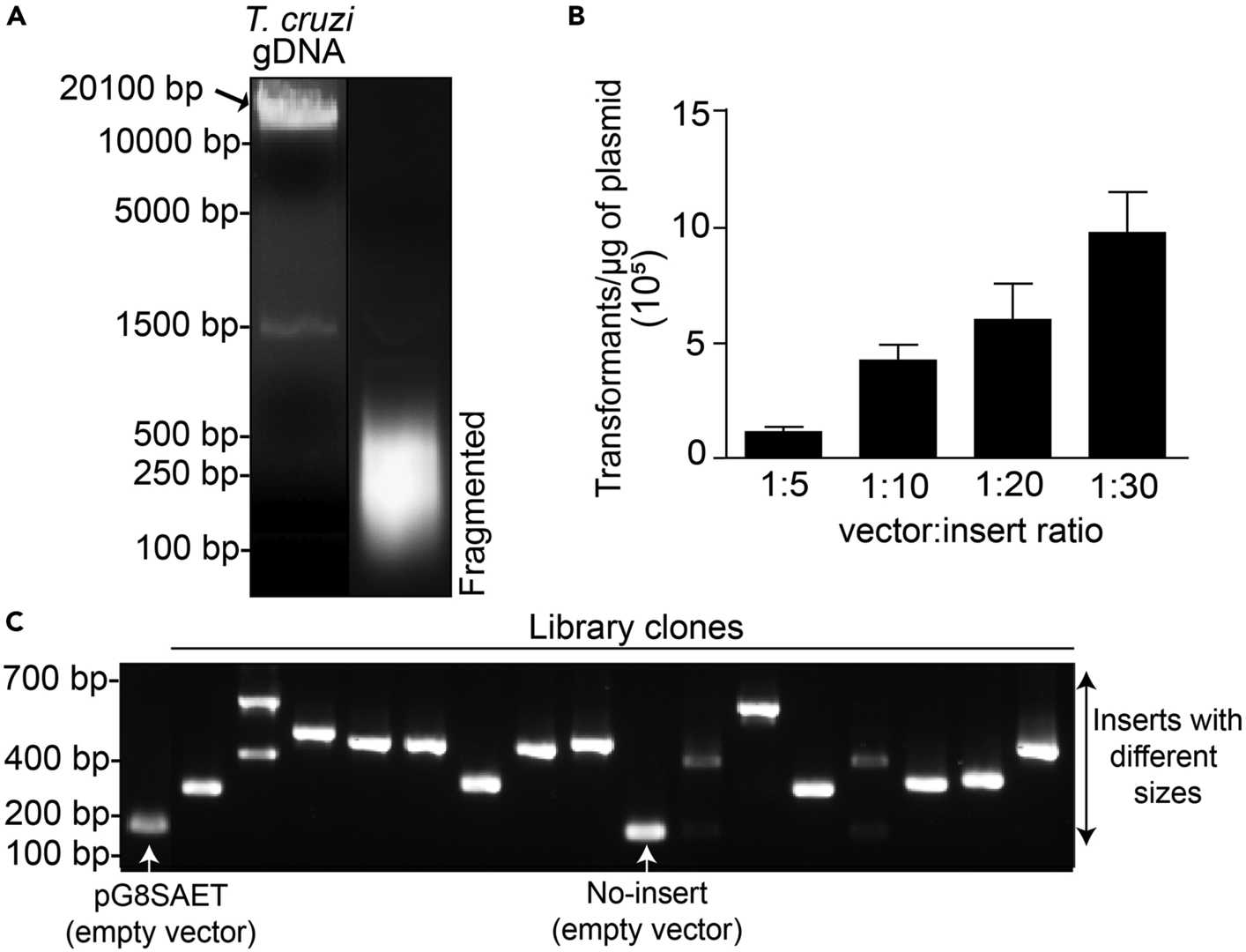 Building and quality control of a genomic DNA library.