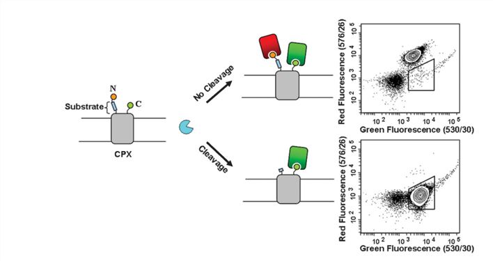 Protease substrate screening using two-color CLiPS. A candidate protease substrate peptide and a red fluorescent probe peptide binder are fused to the N-terminus of CPX on the surface of the E. coli. To avoid collection of false positives, a green fluorescent probe peptide binder is fused on the C-terminus of CPX and cellular fluorescence is measured using FACS. The hydrolysis of the substrates causes the loss of the red fluorescent probe ligand, such that clones with cleaved substrates exhibit reduced red, but high green fluorescence
