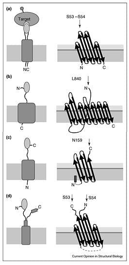 Representative bacterial display scaffolds and their topologies