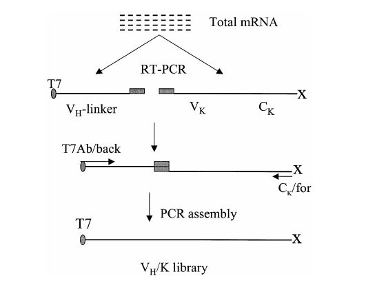 Construction of VH/K library, starting from spleen cell mRNA. ‘X’ indicates that the 3’ stop codon has been deleted; shaded rectangle represents the linker. T7Ab/back and Ck/for are primers.
