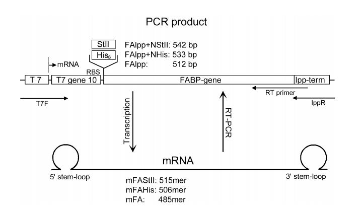 Schematic drawing of a PCR product and its corresponding mRNA used for ribosome display