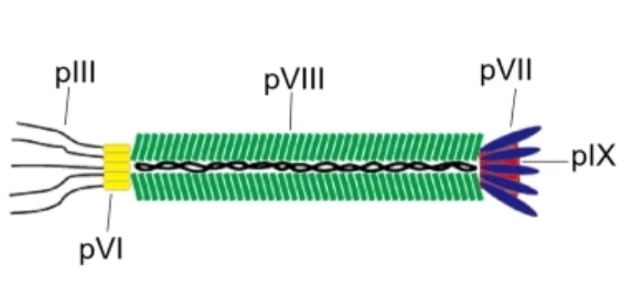 Fig 1. Structure of M13 phage. (Creative Biolabs Original)