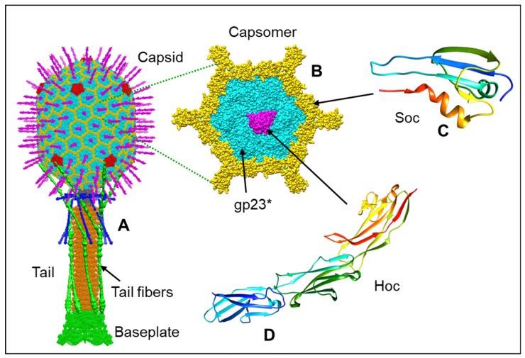 Structure of T4 phage. (Rao, et al., 2023) (OA Literature)