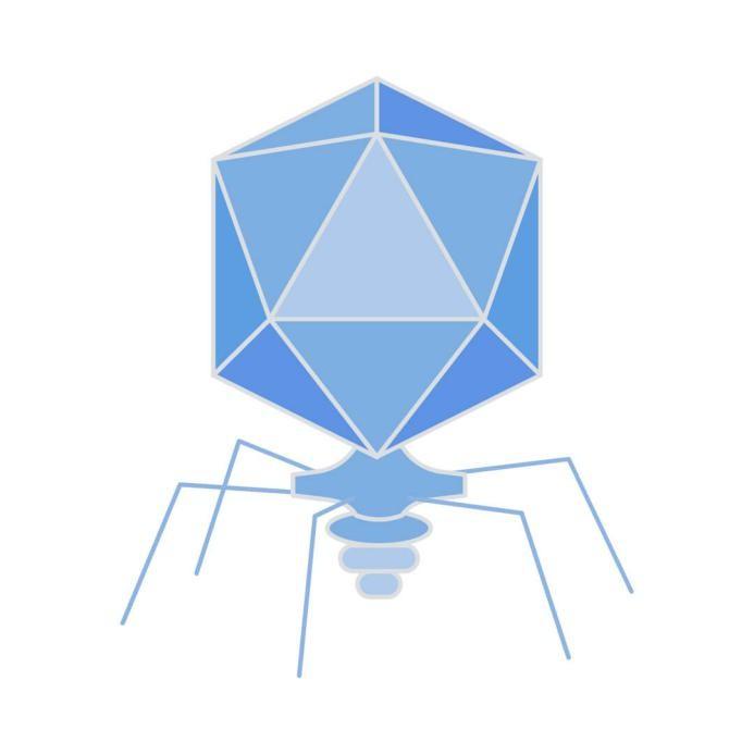 T7 Phage. (Creative Biolabs Original)