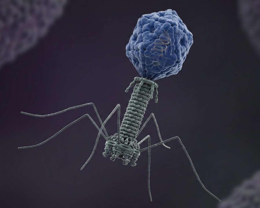 Fig.1 Phage. (Creative Biolabs AI)