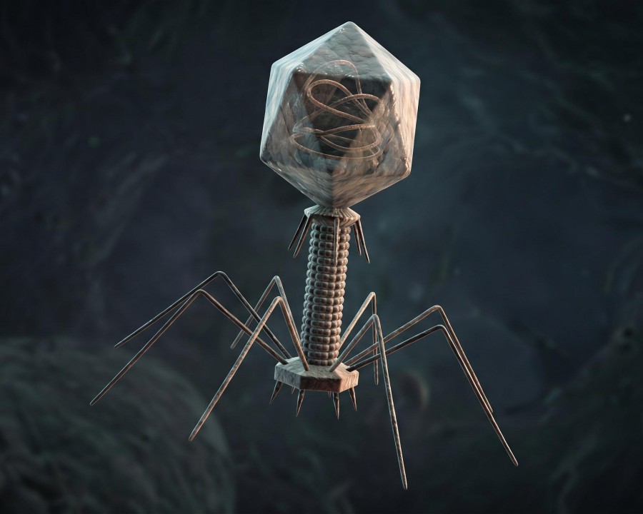 Fig.1 Phage display. (Creative Biolabs AI)