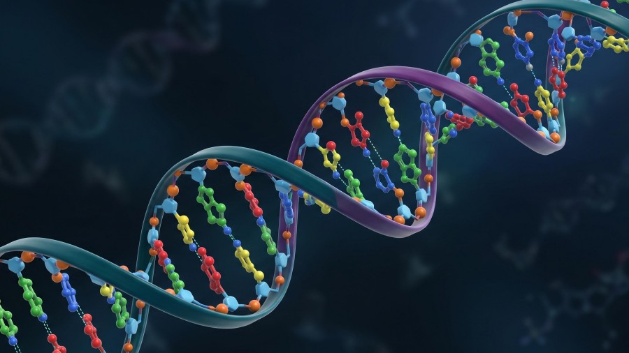 Fig.1 Schematic diagram of DNA structure. (Creative Biolabs AI)