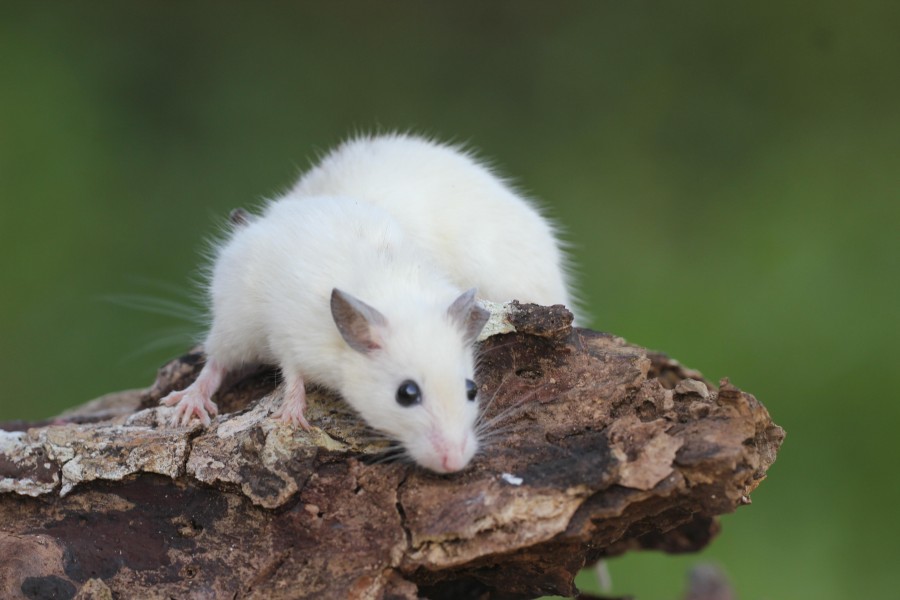 Fig.1 Mouse. (Creative Biolabs Authorized)