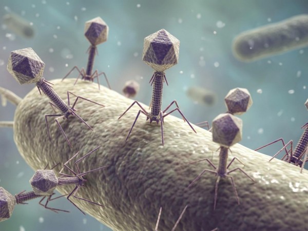 Fig.1 Bacteriophage. (Creative Biolabs AI)