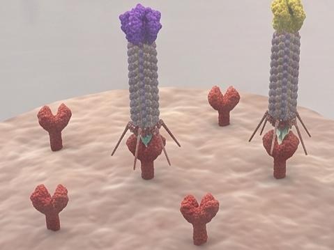Fig.2 Selected bacteriophages. (Creative Biolabs AI)