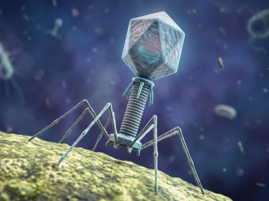 Fig.1 Bacteriophage. (Creative Biolabs AI)