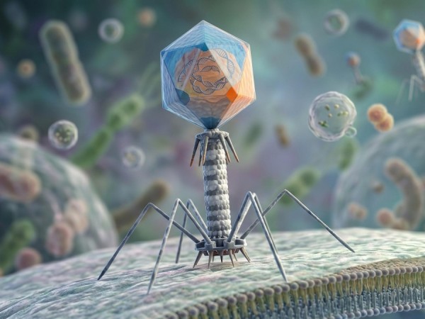 Fig.2 Bacteriophages used to discover binders. (Creative Biolabs AI)