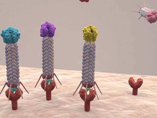 Fig.1 Phages can be screened directly on cells. (Creative Biolabs AI)