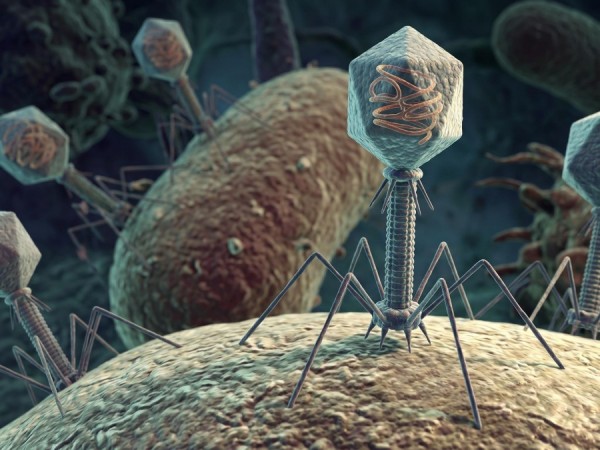 Fig.2 Bacteriophage. (Creative Biolabs AI)