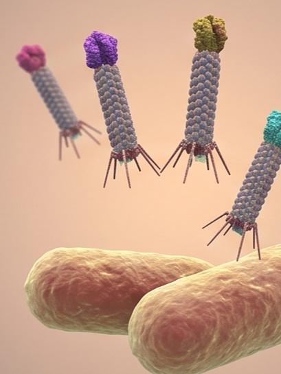 Fig.1 Bacteriophage. (Creative Biolabs AI)