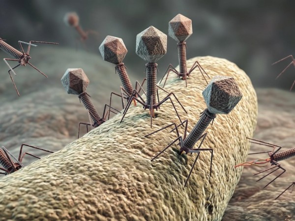 Fig.1 A schematic diagram of a bacteriophage. (Creative Biolabs AI)
