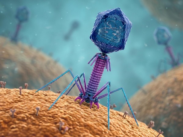 Fig.2 The structure of bacteriophages. (Creative Biolabs AI)