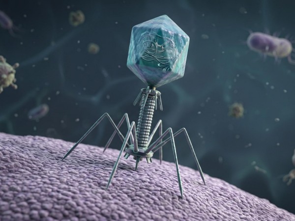 Fig.1 Bacteriophage. (Creative Biolabs AI)