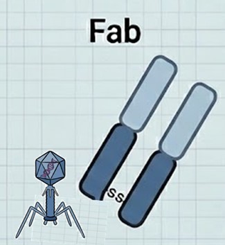 Fig.4 Fab Engineering. (Creative Biolabs AI)