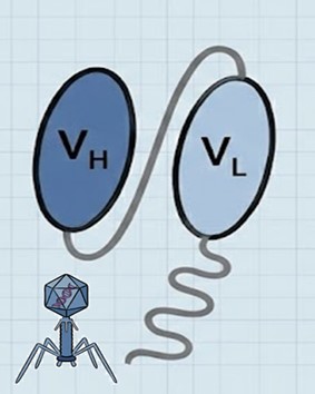 Fig.5 Tunable scFv. (Creative Biolabs AI)