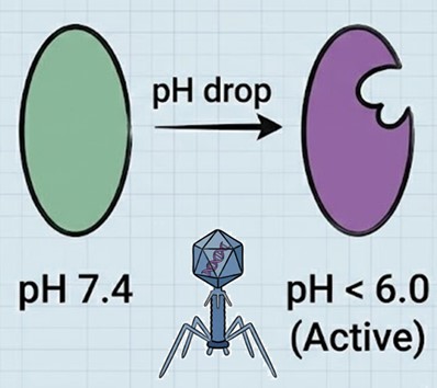 Fig.6 VHH Screening. (Creative Biolabs AI)