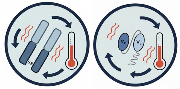 Fig.5 scFv and Fab Screening. (Creative Biolabs AI)