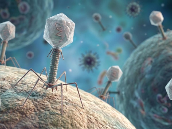 Fig.1 Schematic diagram of bacteriophage structure. (Creative Biolabs AI)
