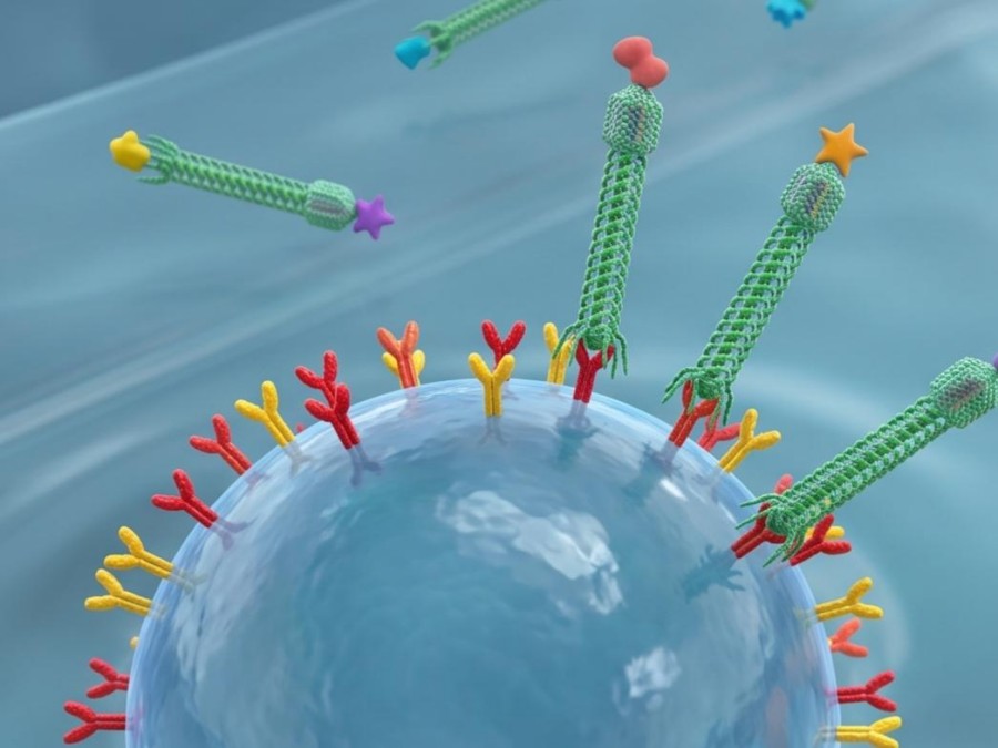Fig.3 Phage binding target. (Creative Biolabs AI)