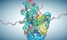 Fig.9 Ribosome (Creative Biolabs AI)