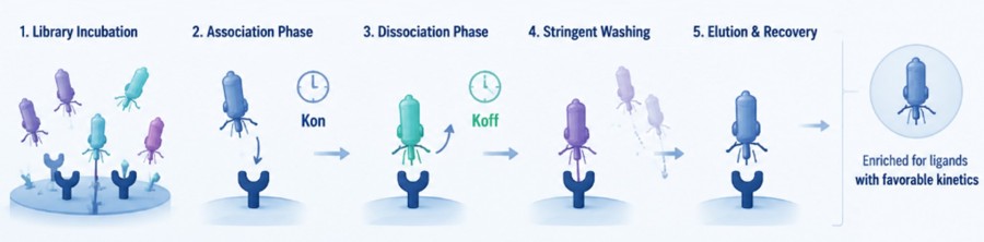 Fig.1 Kinetic Binding Selection Process. (Creative Biolabs AI)