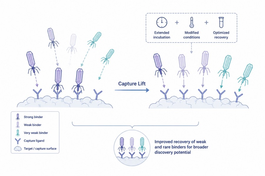 Fig.1 Capture Lift in Phage Display. (Creative Biolabs AI)