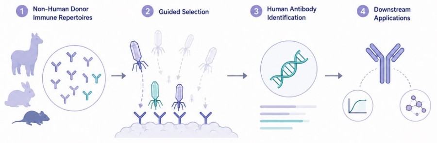 Fig.1 Non-Human Donor Guided Selection for Human Antibody Discovery. (Creative Biolabs AI)