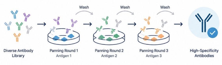 Fig.1 Stepwise Enrichment for High-Specificity Antibodies. (Creative Biolabs AI)