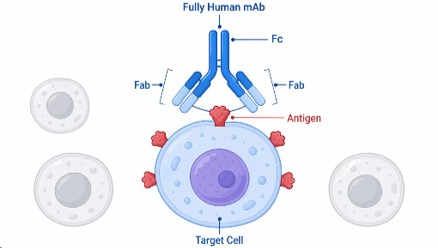 Figure 1: Fully human monoclonal antibody specifically recognizes and binds to target antigens (Creative Biolabs AI)
