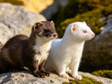 Fig.1 Ferret. (Creative Biolabs AI)
