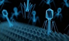 Fig.6 Phage. (Creative Biolabs AI)