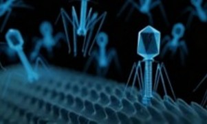 Fig.5 Phage. (Creative Biolabs AI)