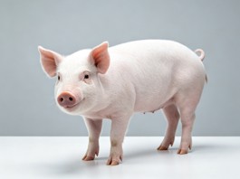 Fig.1 Porcine. (Creative Biolabs AI)