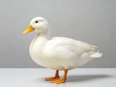 Fig.1 Duck. (Creative Biolabs AI)