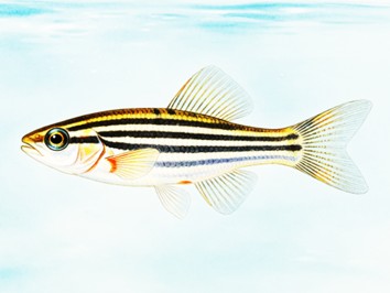 Fig.1 Zebrafish. (Creative Biolabs AI)
