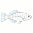 Fig.2 Zebrafish One. (Creative Biolabs AI)