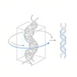 Fig.5 Native Structure. (Creative Biolabs AI)