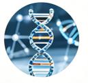 Fig.2 DNA double helix (Creative Biolabs AI)